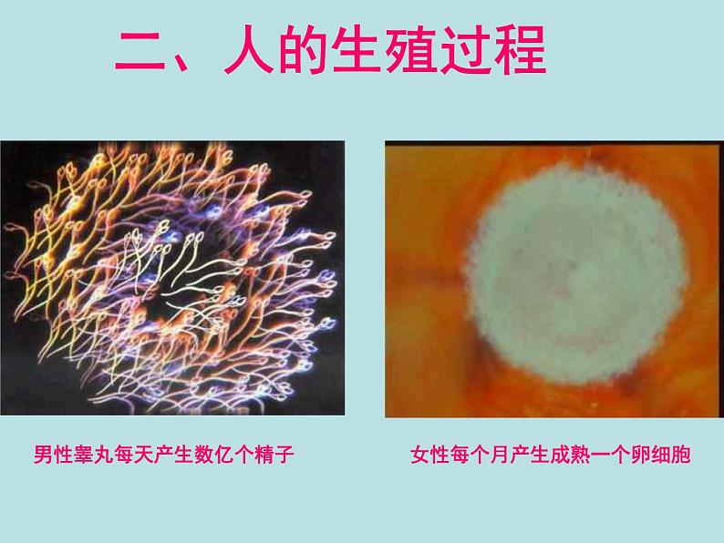 人教版七下生物 1.2人的生殖 课件第7页