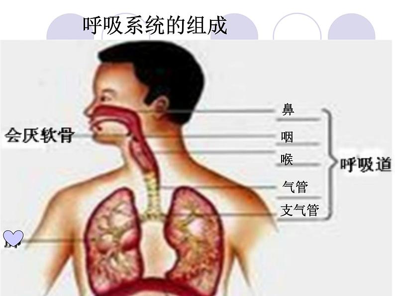 人教版七下生物 3.1呼吸道对空气的处理 课件04