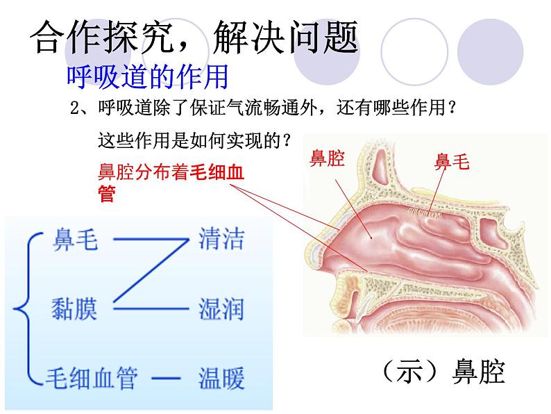 人教版七下生物 3.1呼吸道对空气的处理 课件08