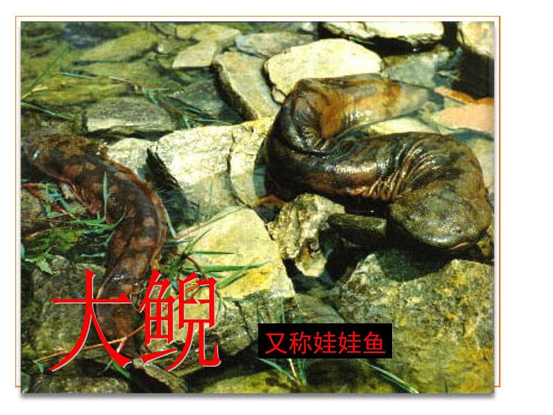 人教版八下生物 7.1.3两栖动物的生殖和发育 课件04