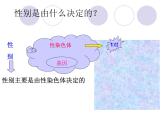 人教版八下生物 7.2.4人的性别遗传 课件