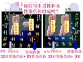 人教版八下生物 7.2.4人的性别遗传 课件