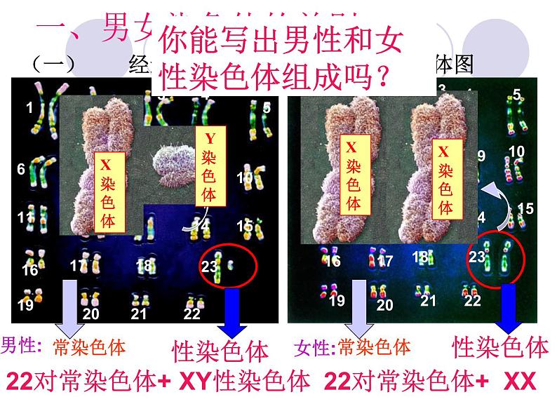 人教版八下生物 7.2.4人的性别遗传 课件第5页