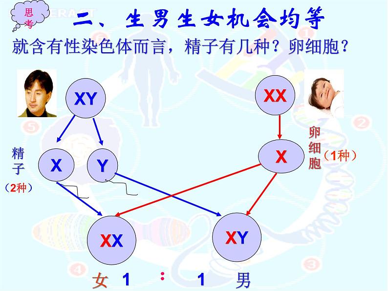 人教版八下生物 7.2.4人的性别遗传 课件第7页