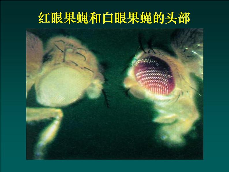 人教版八下生物 7.2.5生物的变异 课件第4页