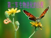 人教版八下生物 7.3.2生物进化的历程 课件