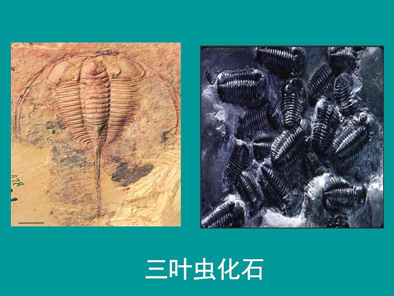 人教版八下生物 7.3.2生物进化的历程 课件04