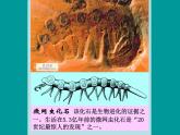 人教版八下生物 7.3.2生物进化的历程 课件