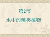 苏科版七下生物 10.2 水中的藻类植物 课件
