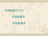 苏科版七下生物 10.2 水中的藻类植物 课件