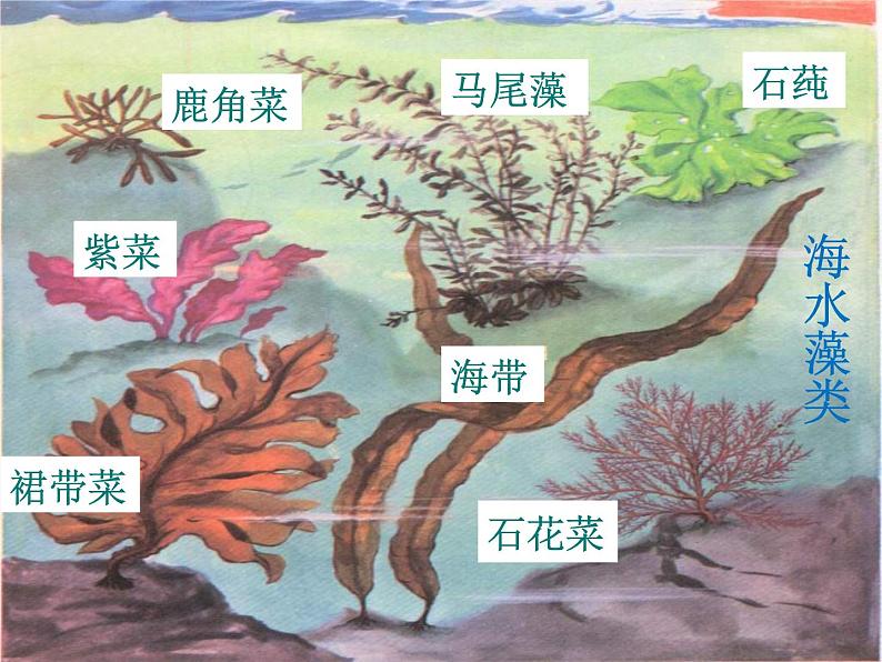 苏科版七下生物 10.2 水中的藻类植物 课件第5页