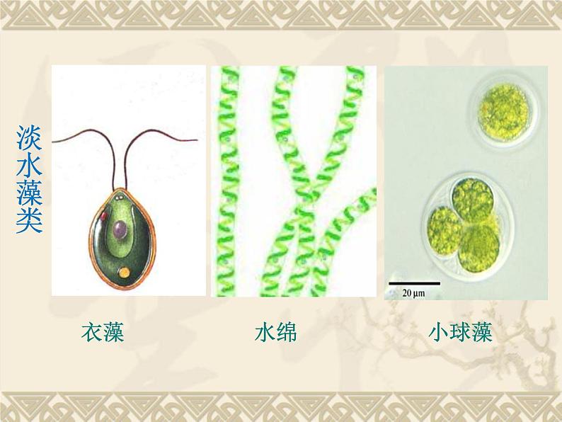 苏科版七下生物 10.2 水中的藻类植物 课件第6页