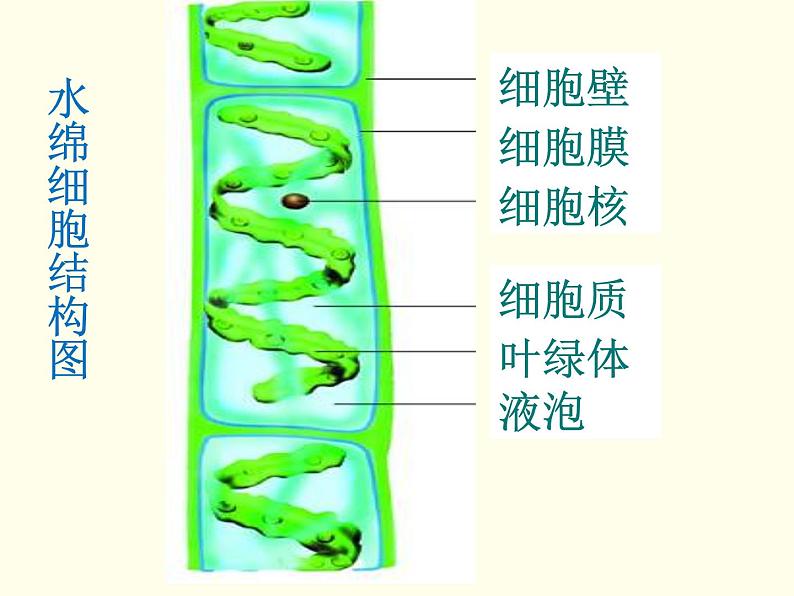 苏科版七下生物 10.2 水中的藻类植物 课件第8页