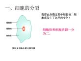 苏科版七下生物 8.2 细胞的分裂和分化 课件