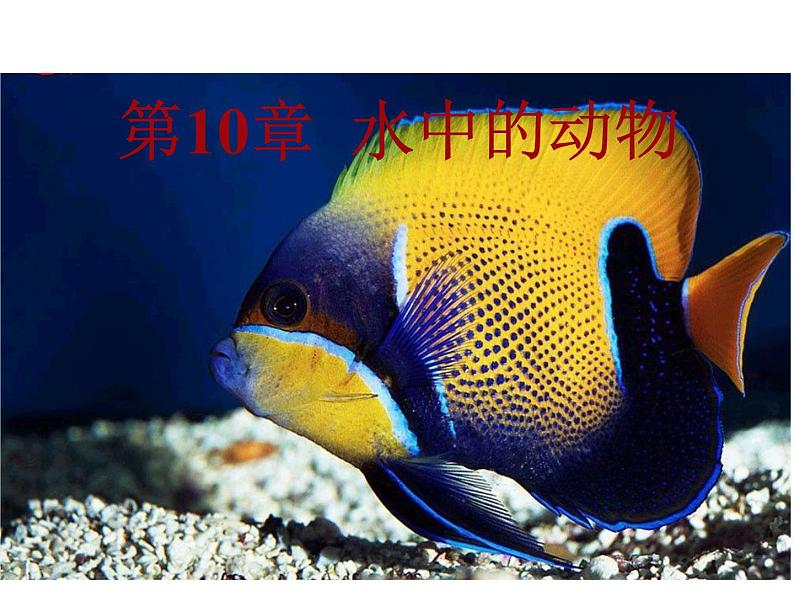 苏科版七下生物 10.1 水中的动物 课件01