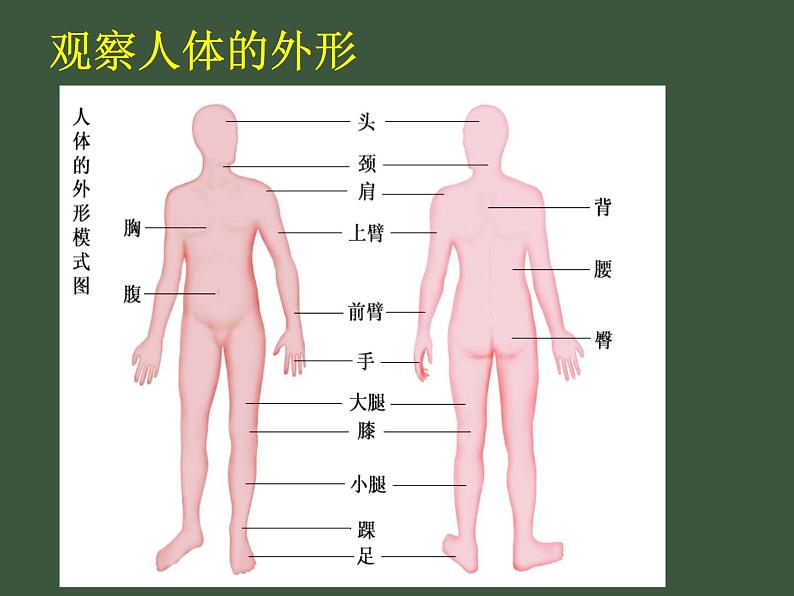 苏科版七下生物 9.2 人体的组成 课件03