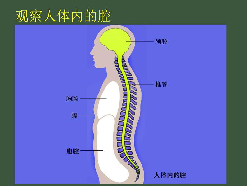 苏科版七下生物 9.2 人体的组成 课件04