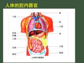 苏科版七下生物 9.2 人体的组成 课件