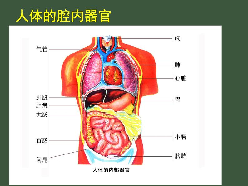 苏科版七下生物 9.2 人体的组成 课件05