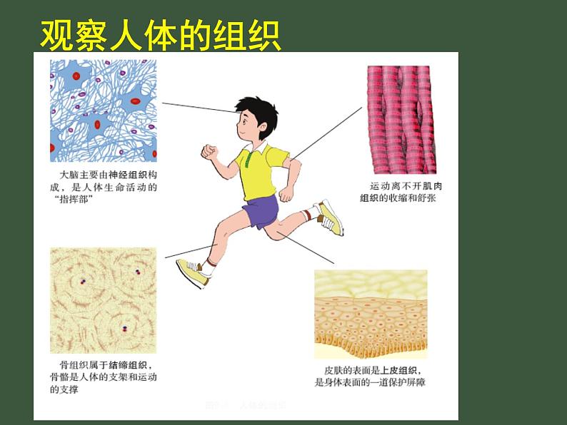 苏科版七下生物 9.2 人体的组成 课件06