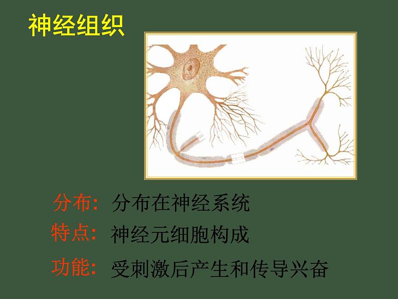 苏科版七下生物 9.2 人体的组成 课件07