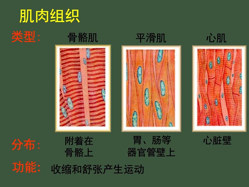 苏科版七下生物 9.2 人体的组成 课件08