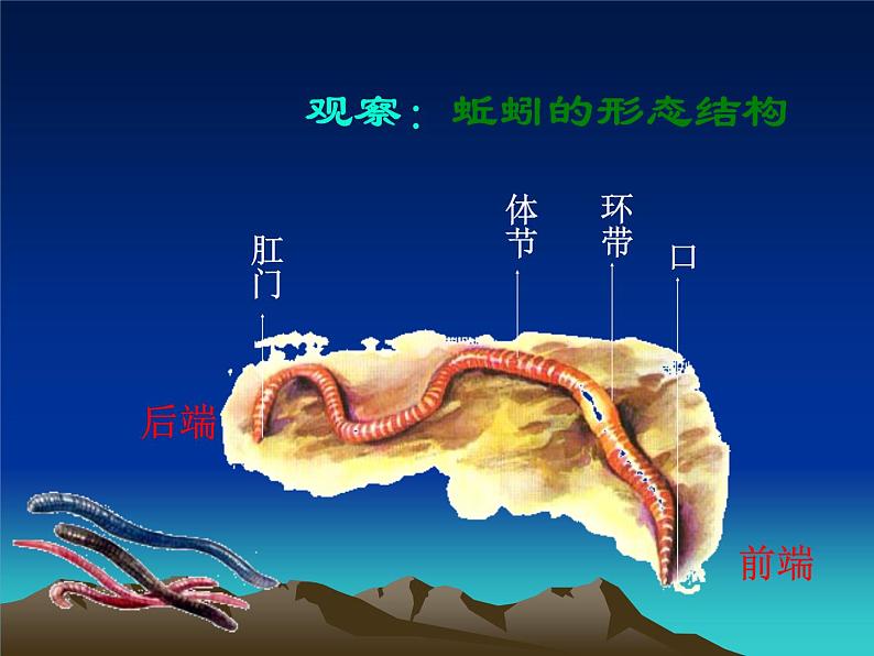 苏科版七下生物 13.1 土壤里的小动物 课件第8页