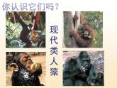 苏科版八下生物 23.4 人类的起源和进化 课件
