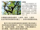 苏科版八下生物 23.4 人类的起源和进化 课件