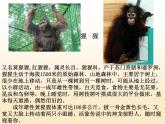 苏科版八下生物 23.4 人类的起源和进化 课件