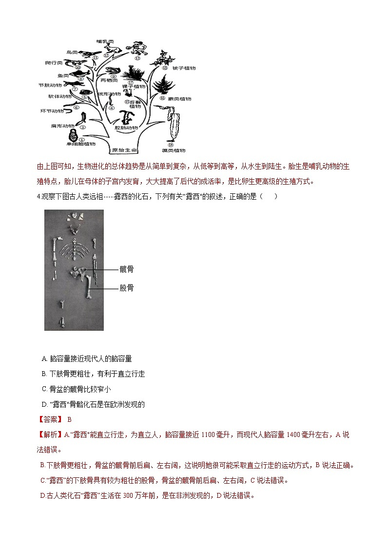 人教版八年级生物下册7.3.2生物进化的历程练习题02