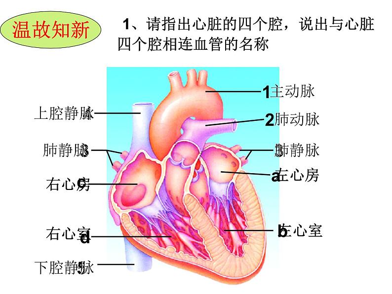 济南版七年级下册生物 3.3物质运输的途径 课件02