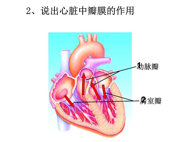 济南版七年级下册生物 3.3物质运输的途径 课件03