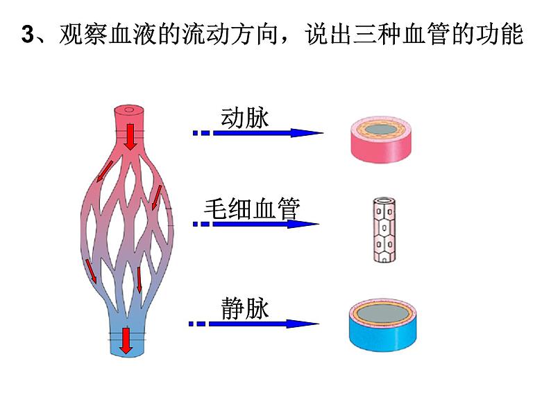 济南版七年级下册生物 3.3物质运输的途径 课件04