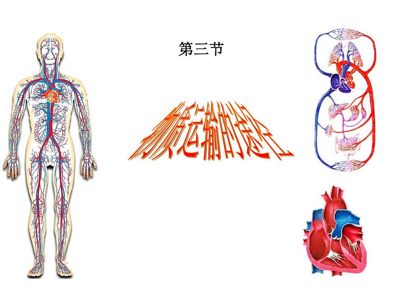 济南版七年级下册生物 3.3物质运输的途径 课件06