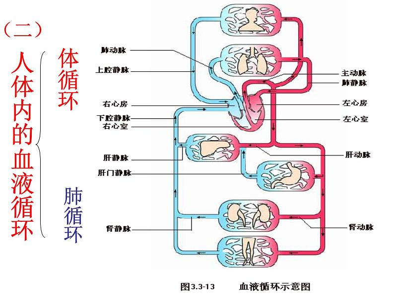 济南版七年级下册生物 3.3物质运输的途径 课件08