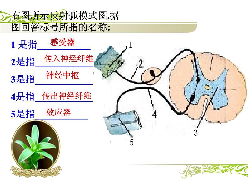 济南版七年级下册生物 5.3神经调节的基本方式 课件07