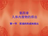 濟(jì)南版七年級(jí)下冊(cè)生物 4.1尿液的形成和排出 課件