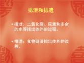 濟(jì)南版七年級(jí)下冊(cè)生物 4.1尿液的形成和排出 課件
