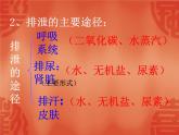濟(jì)南版七年級(jí)下冊(cè)生物 4.1尿液的形成和排出 課件