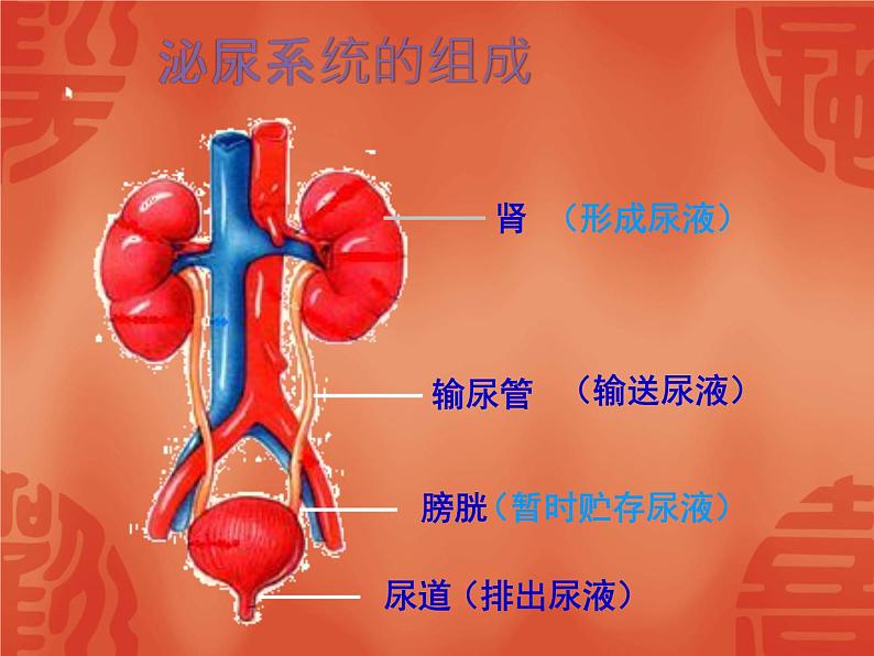 济南版七年级下册生物 4.1尿液的形成和排出 课件第4页