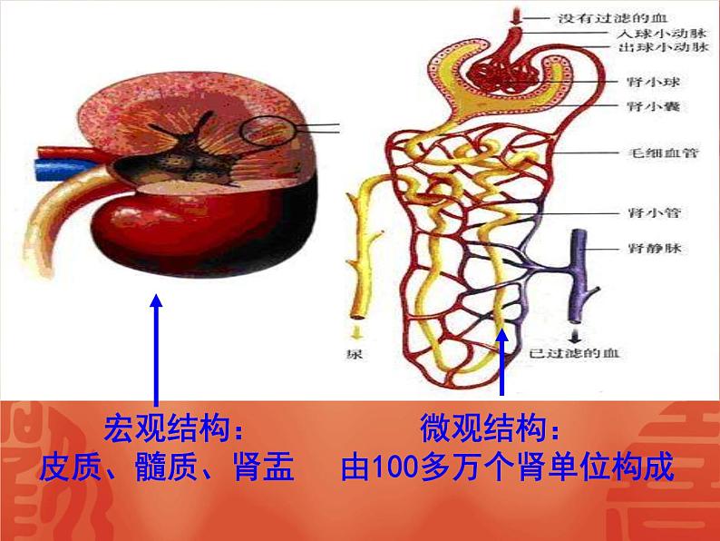 济南版七年级下册生物 4.1尿液的形成和排出 课件第5页