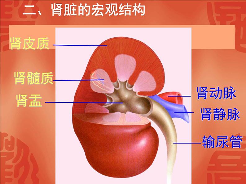 济南版七年级下册生物 4.1尿液的形成和排出 课件第6页