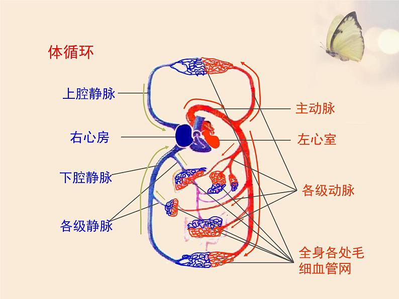 冀教版七年级下册生物 2.3物质运输的路线 课件07