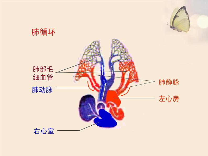 冀教版七年级下册生物 2.3物质运输的路线 课件08