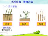 冀教版八年级下册生物  6.1.1被子植物的生殖 课件