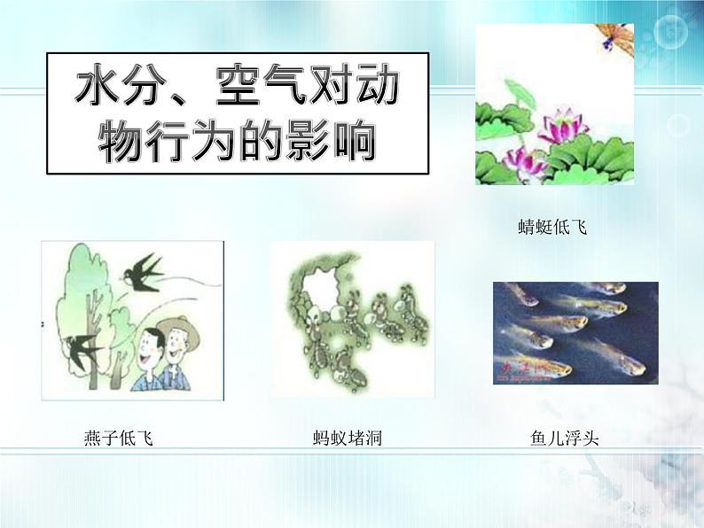 冀教版八年级下册生物  7.1.1环境对生物的影响 课件06