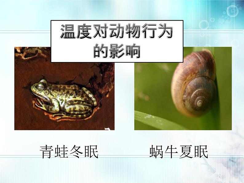 冀教版八年级下册生物  7.1.1环境对生物的影响 课件07