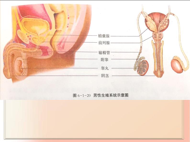 冀教版八年级下册生物  6.1.3人的生殖和胚胎发育 课件07