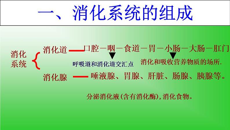 苏教版七年级下册生物 9.2人体的消化与吸收 课件第6页